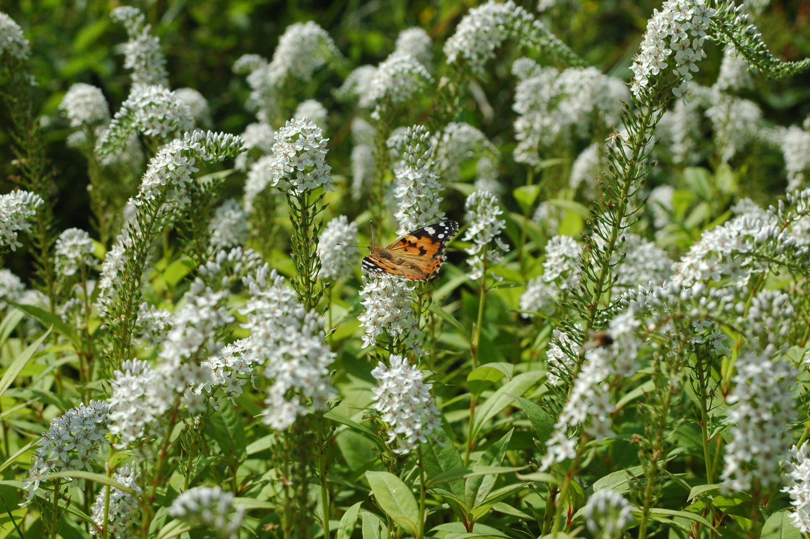 Schmetterling 001