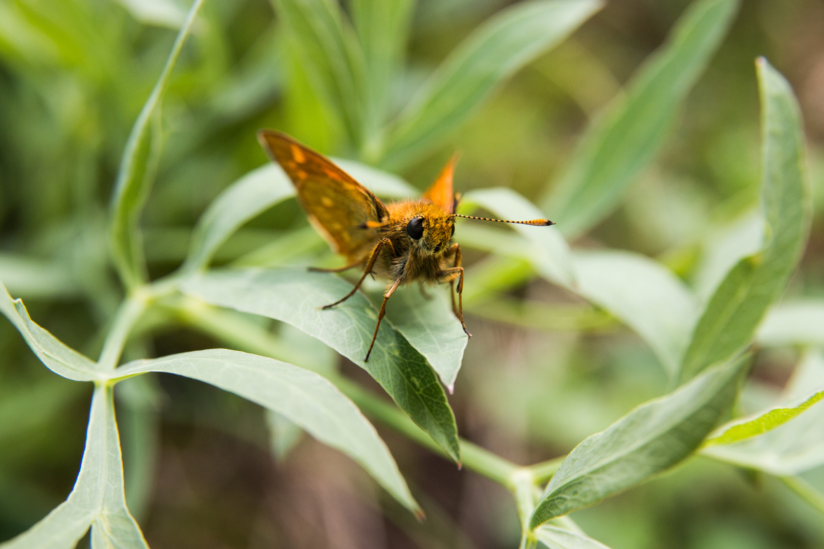 Schmetterling 