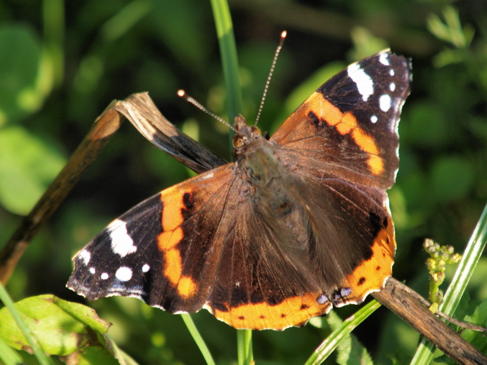 Schmetterling