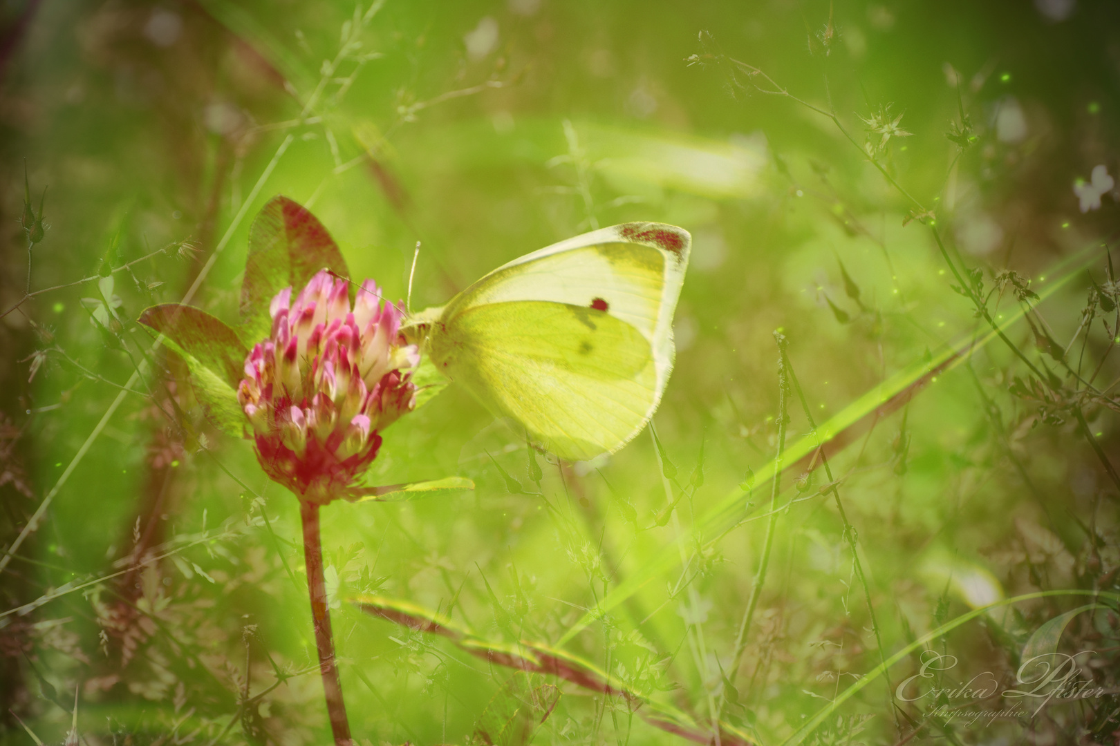 Schmetterling