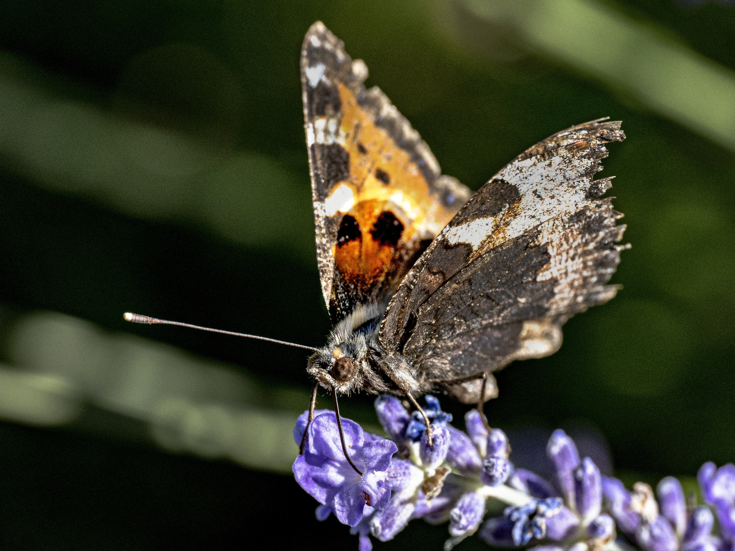 Schmetterling