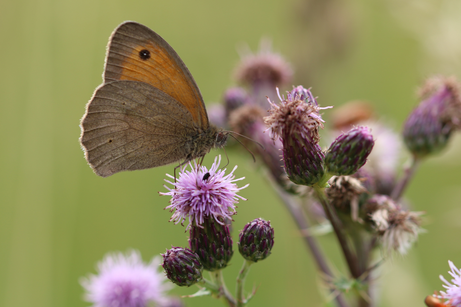 Schmetterling