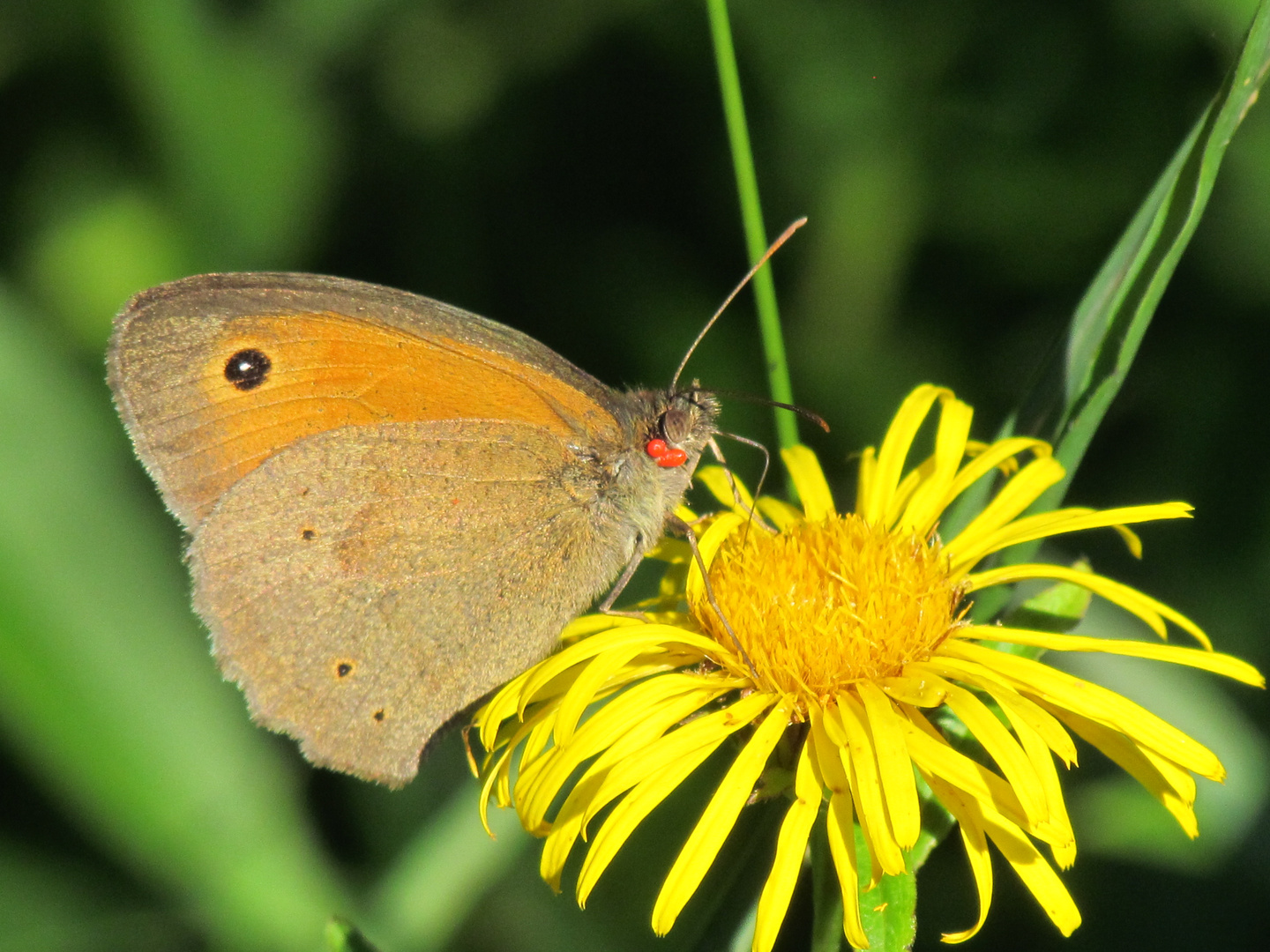 Schmetterling ?