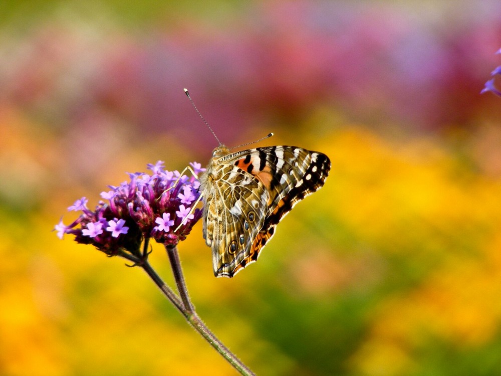 Schmetterling