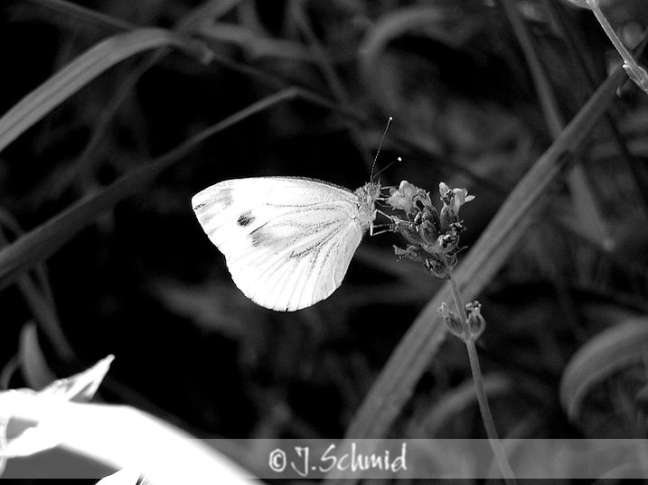 Schmetterling