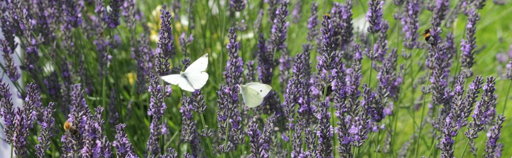 Schmetterling