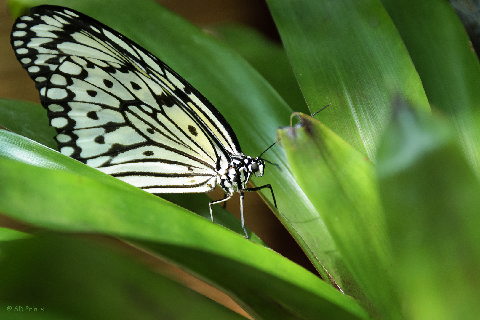 Schmetterling