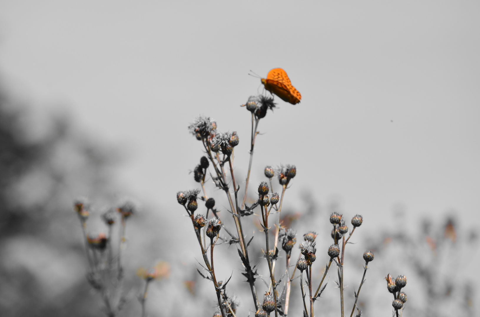 Schmetterling