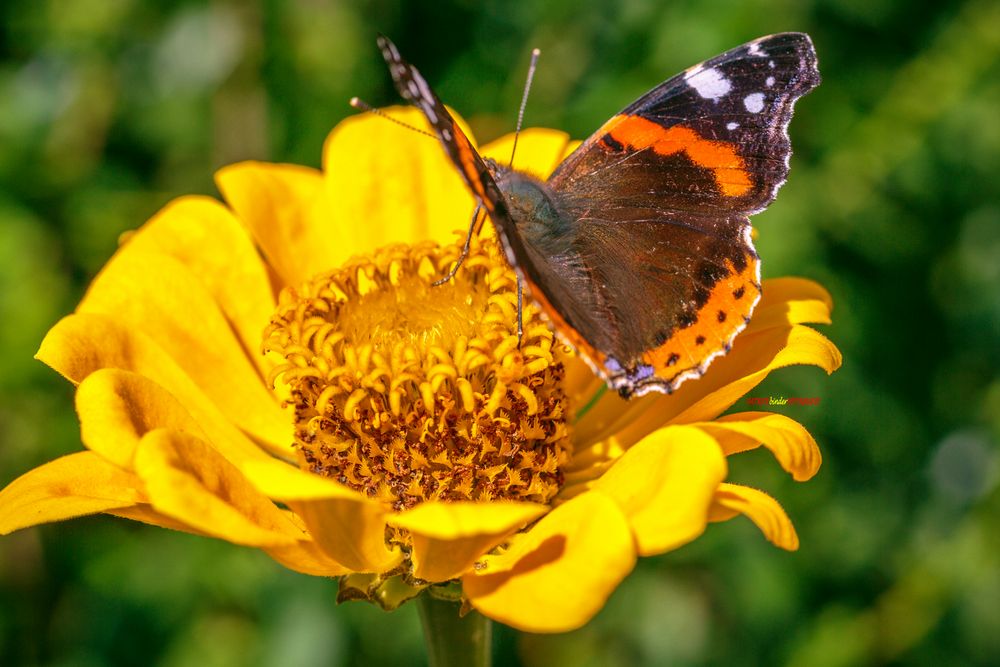 Schmetterling_ Foto & Bild | tiere, tierdetails, natur Bilder auf