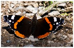 Schmetterling