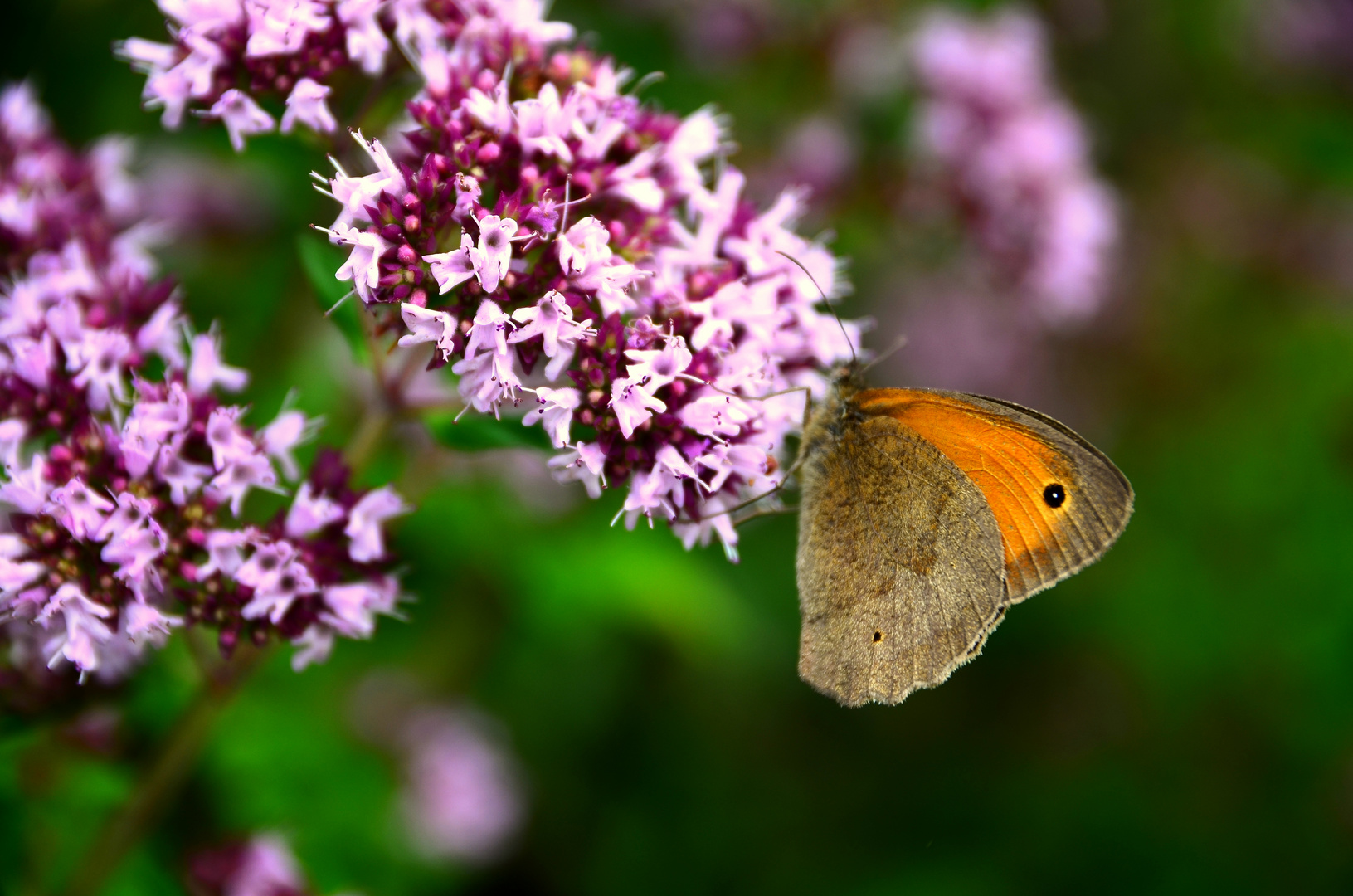 Schmetterling