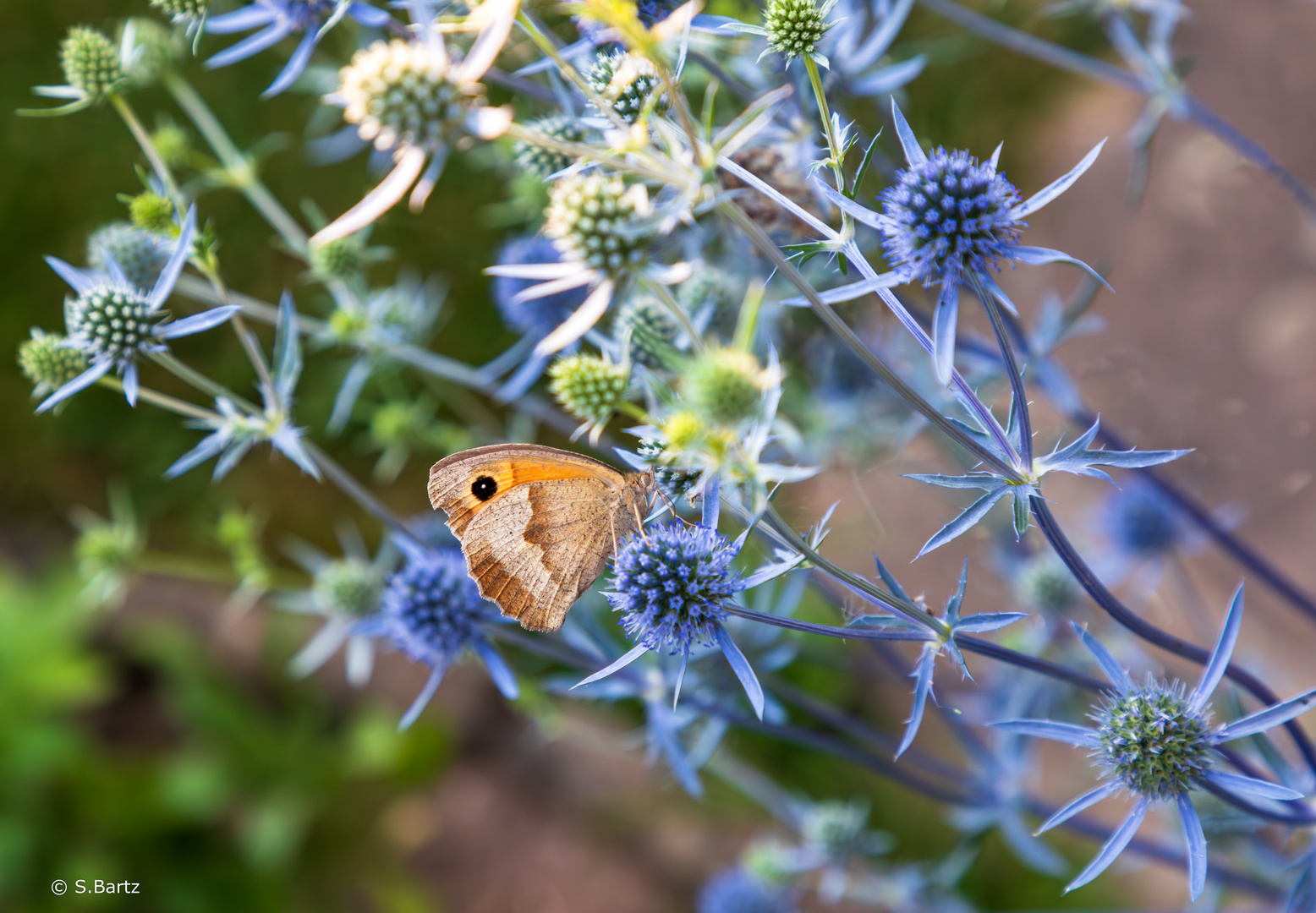 Schmetterling (01) 07/2023