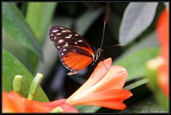 Schmetterling 01