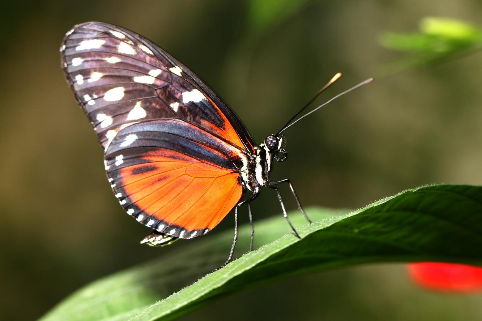 Schmetterling 01