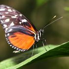 Schmetterling 01