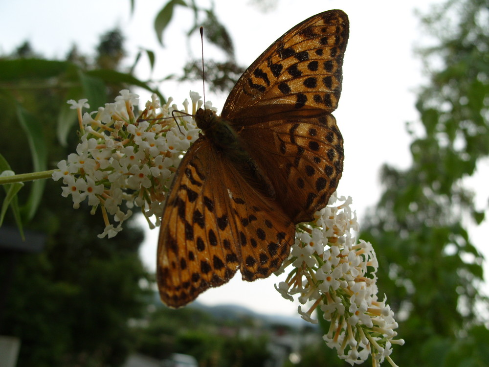 Schmetterling