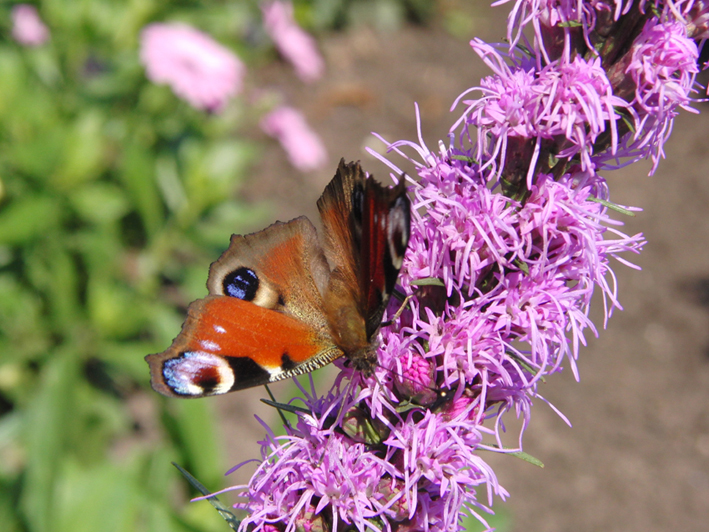 schmetterling