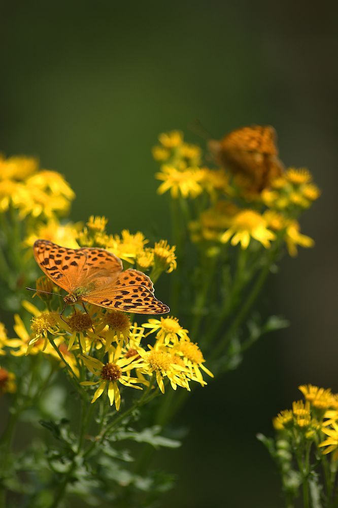 Schmetterling