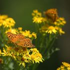 Schmetterling