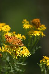 Schmetterling