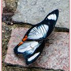 Schmetterling