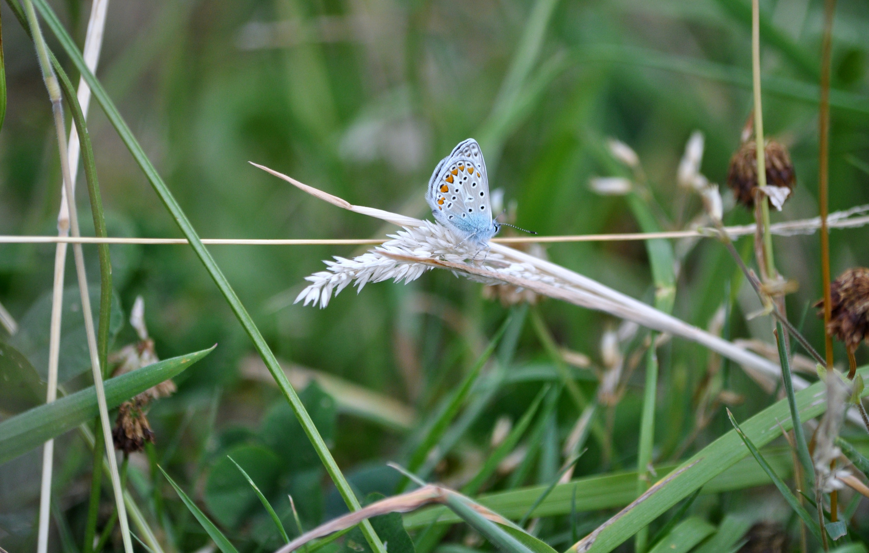 Schmetterling