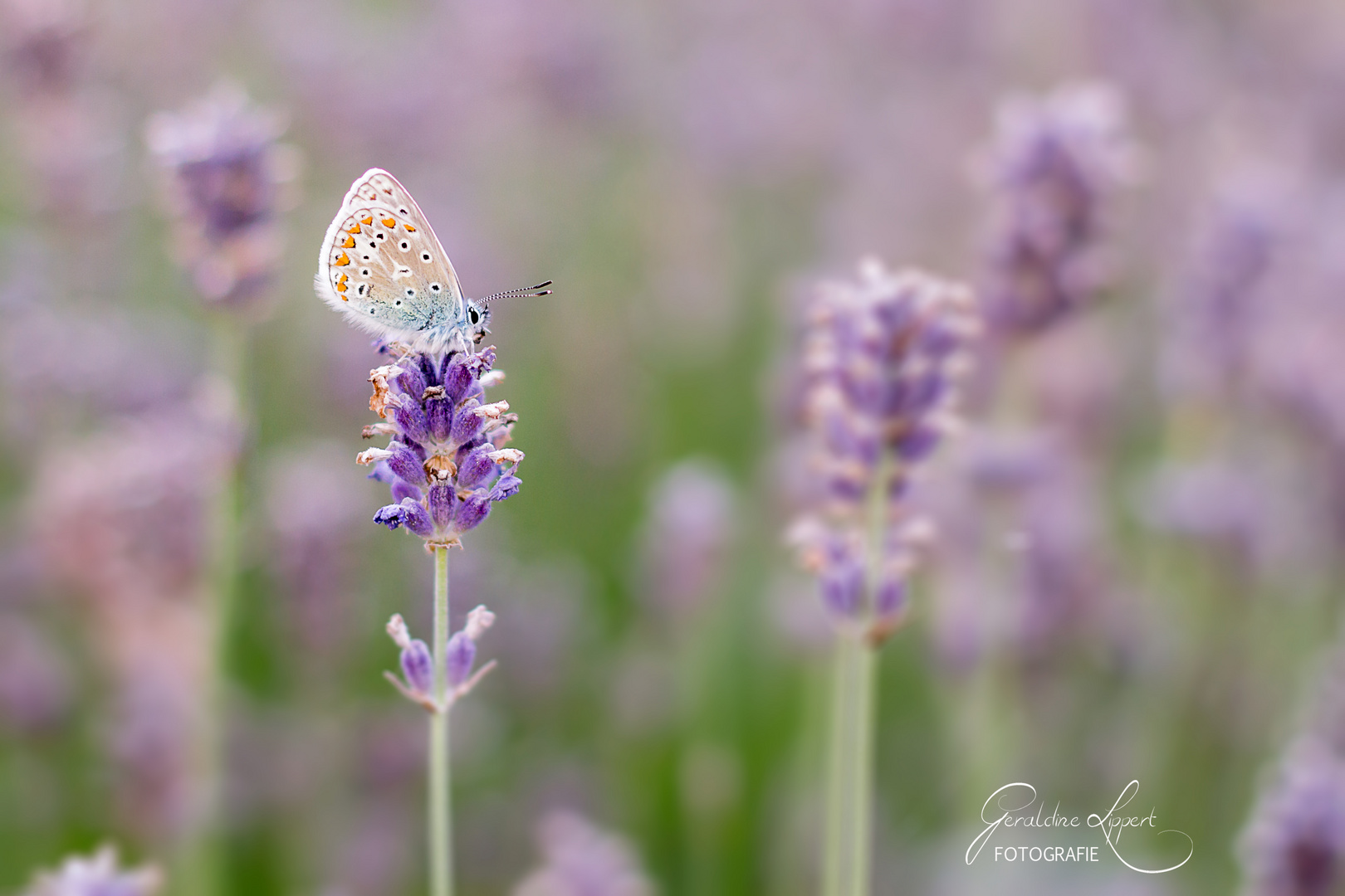 Schmetterling