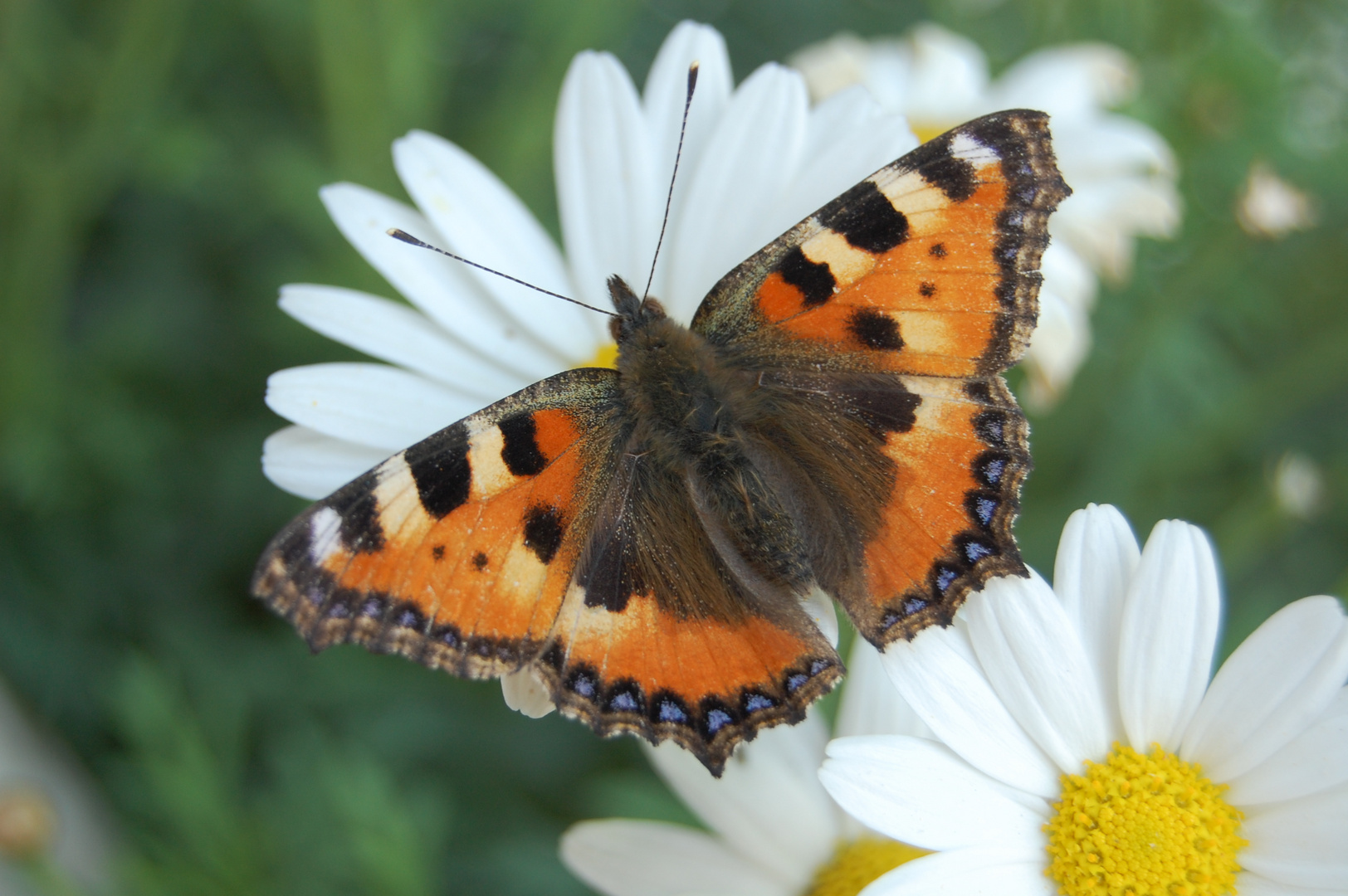 Schmetterling