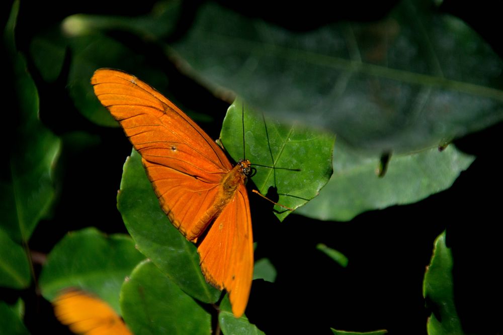 Schmetterling