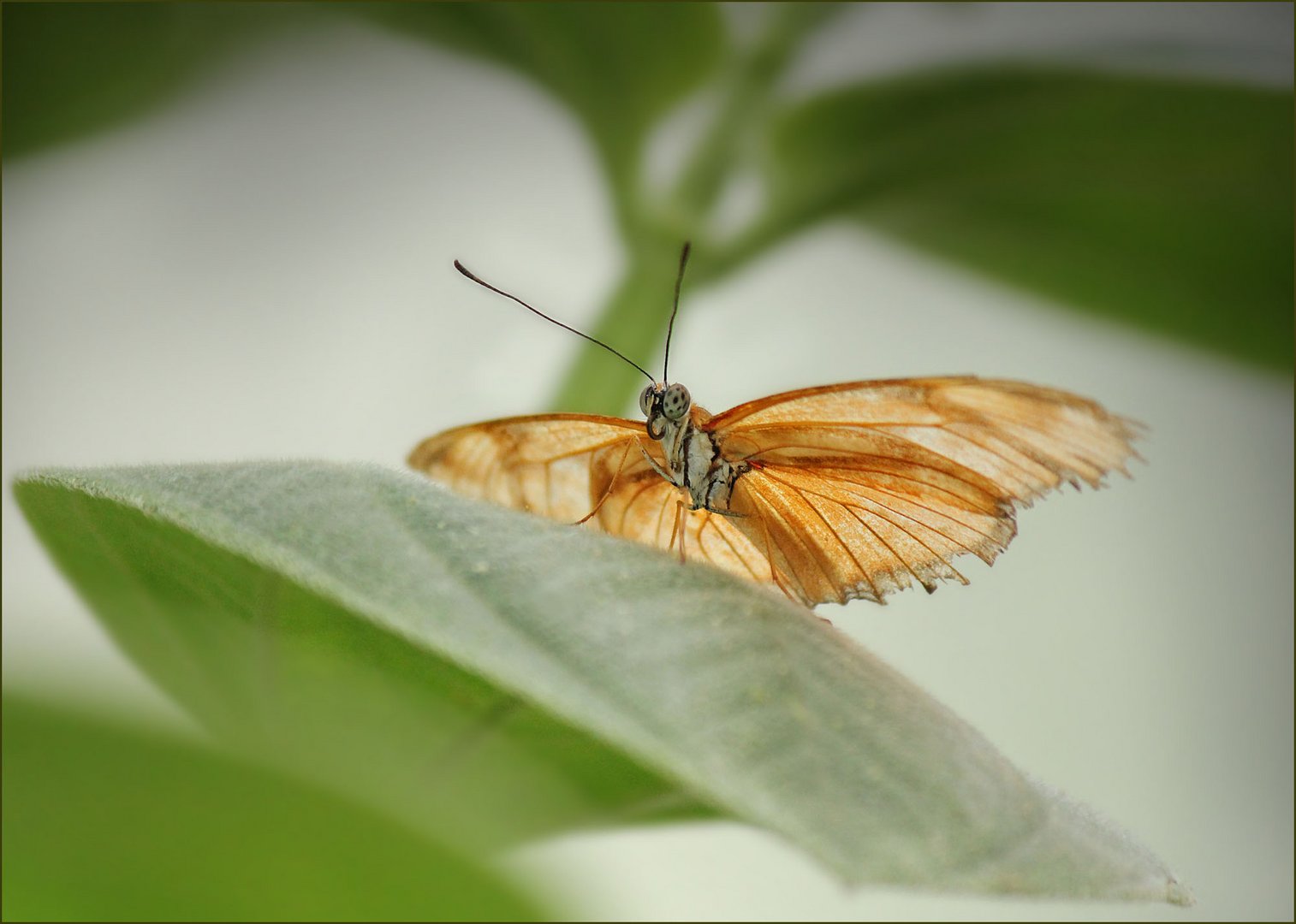 Schmetterling