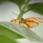 Schmetterling