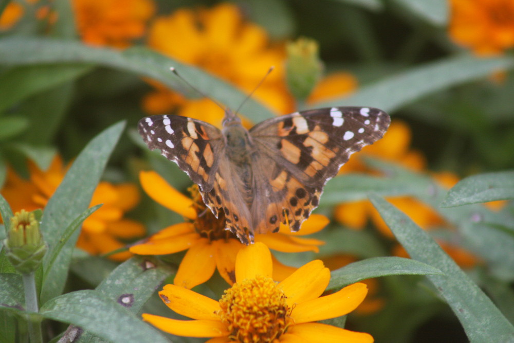 Schmetterling