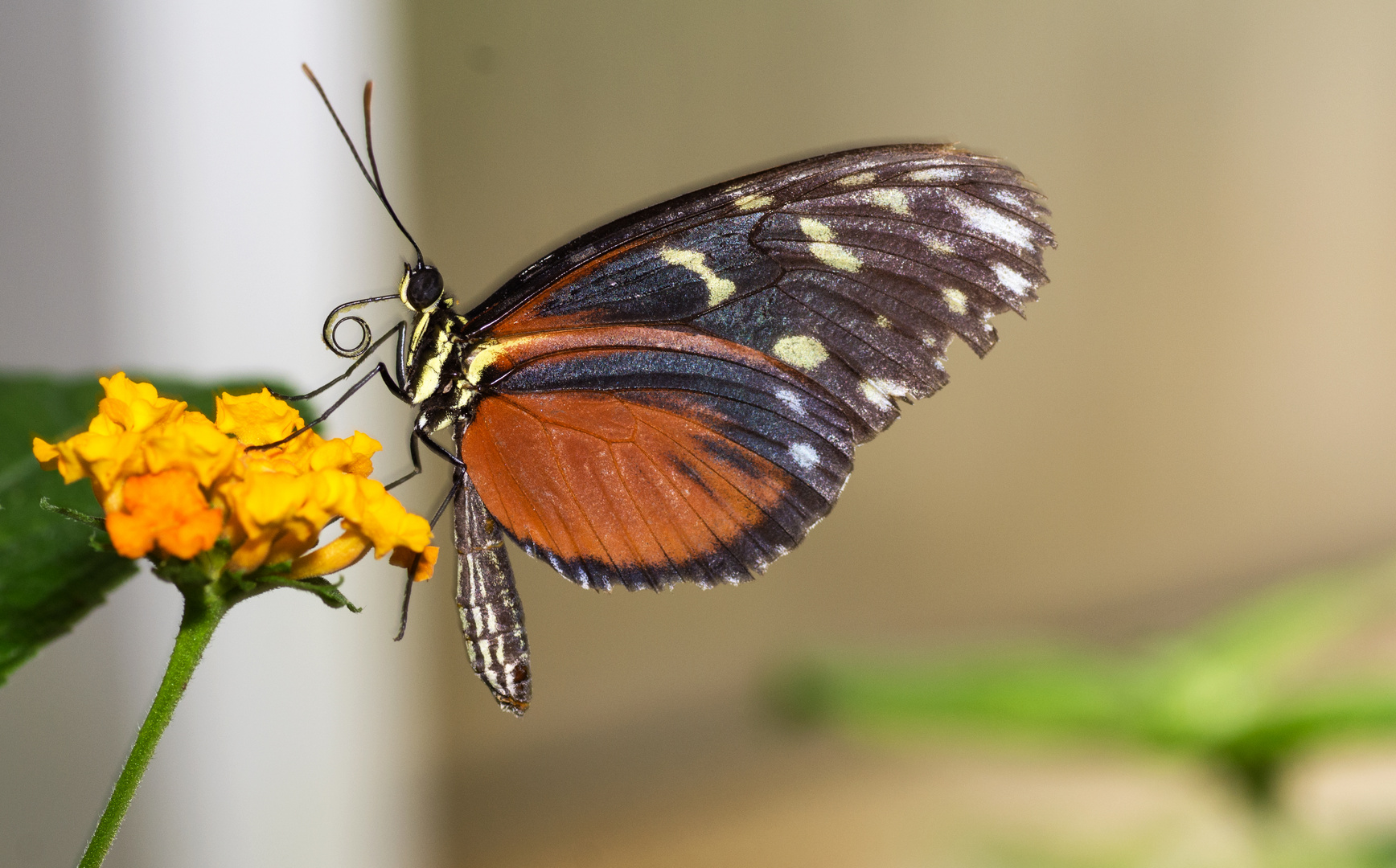 Schmetterling 