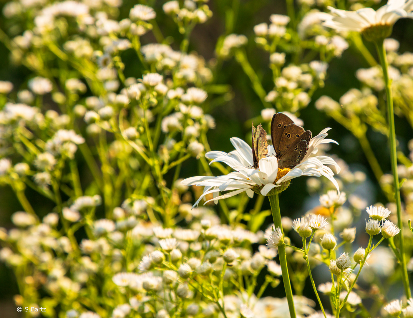 Schmetterling (02)  07/2023