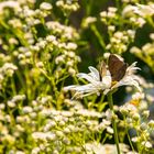 Schmetterling (02)  07/2023