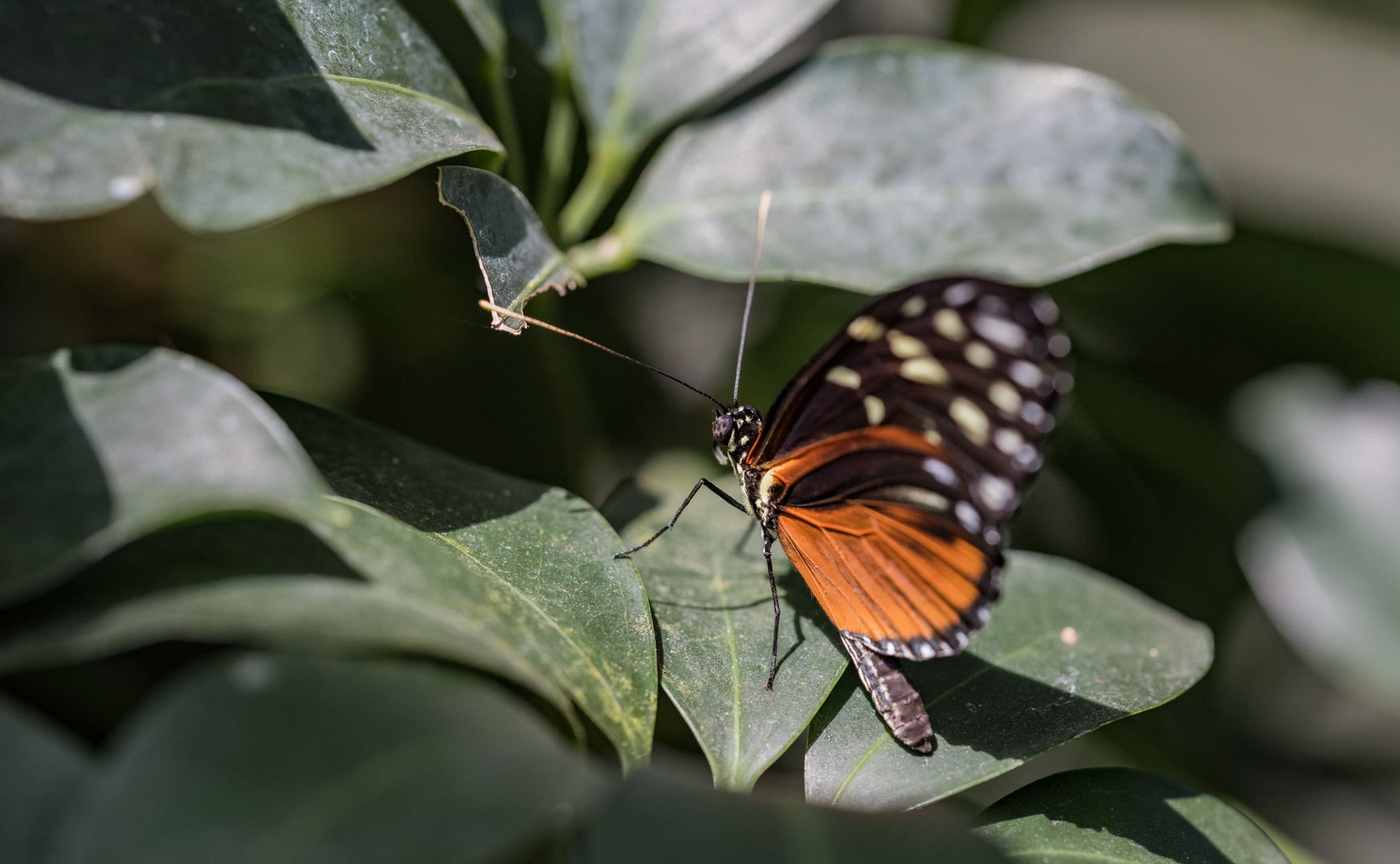 Schmetterling 02