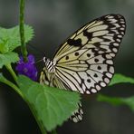 Schmetterling 02