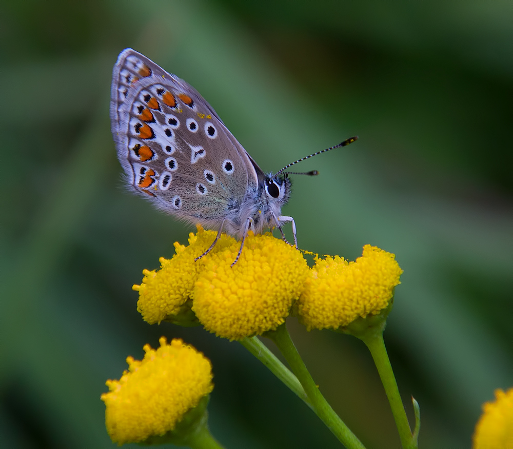 Schmetterling