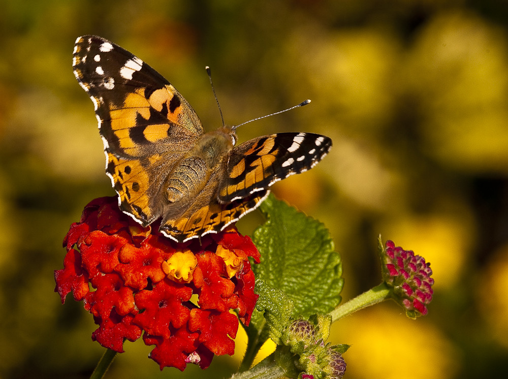 Schmetterling