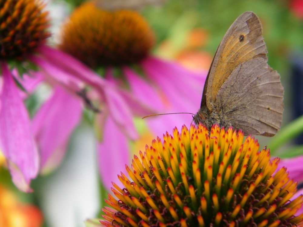 Schmetterling