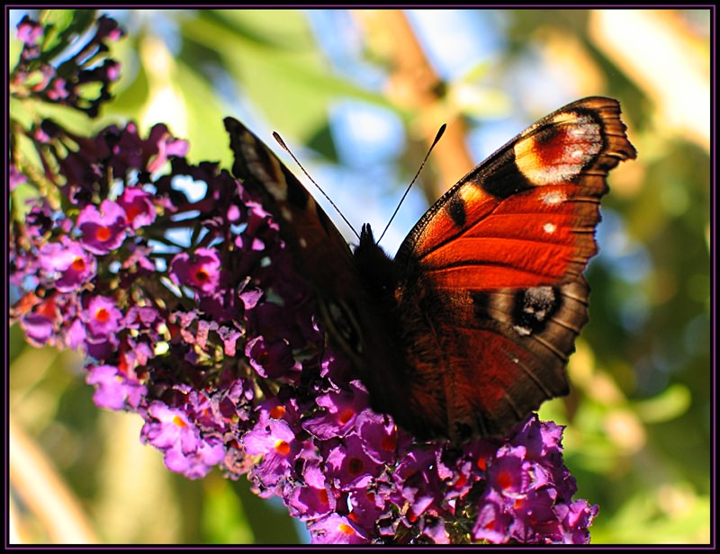 Schmetterling