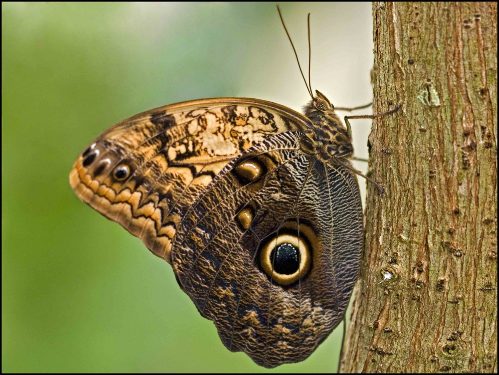 Schmetterling