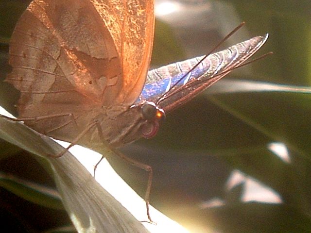 Schmetterling