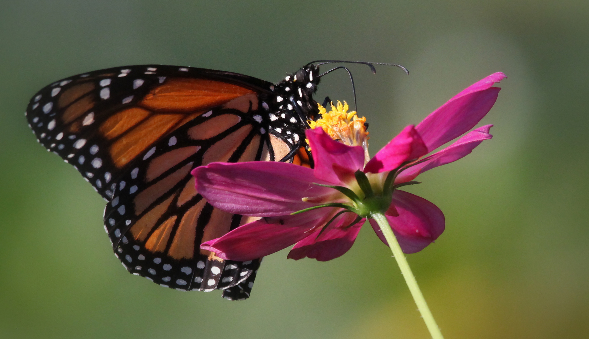 Schmetterling ...