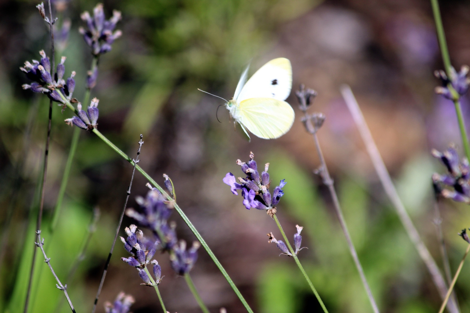 Schmetterling