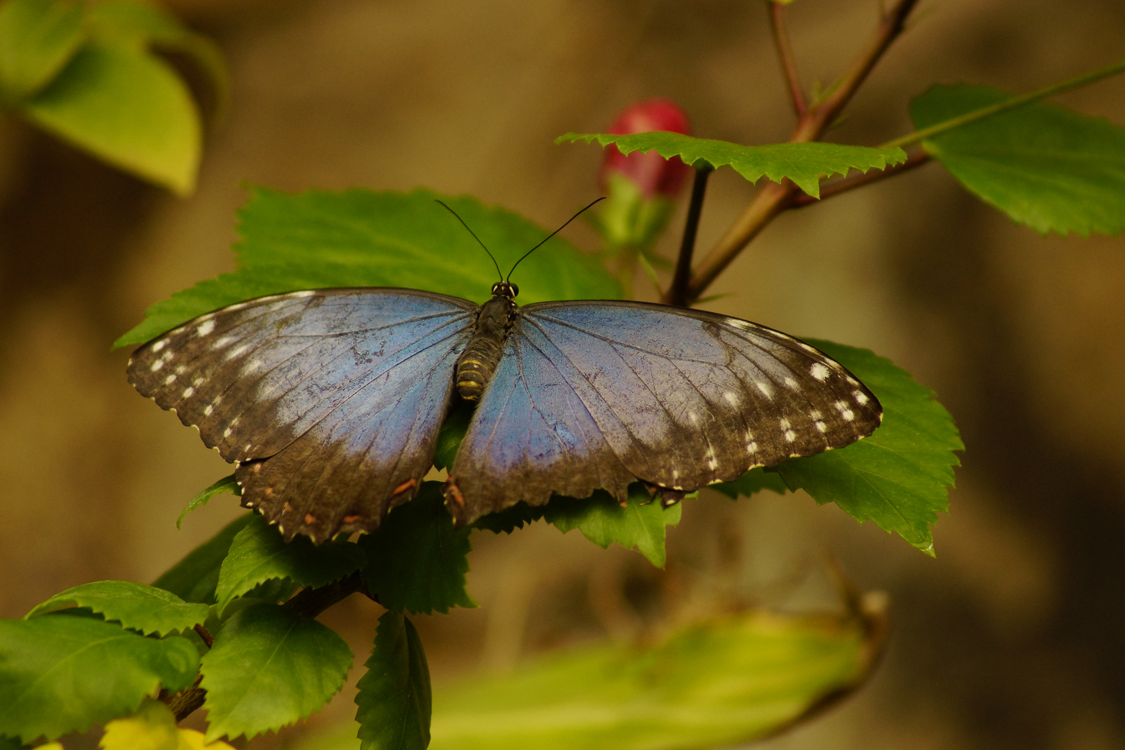 Schmetterling