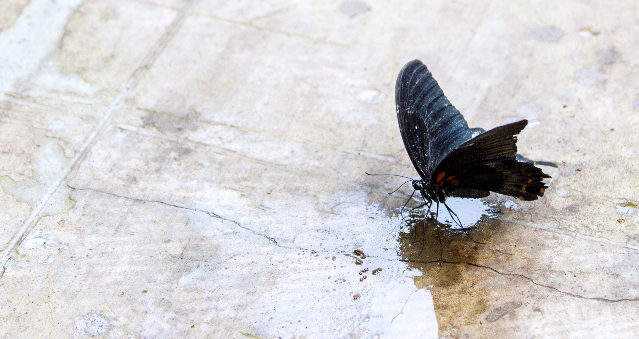 Schmetterling