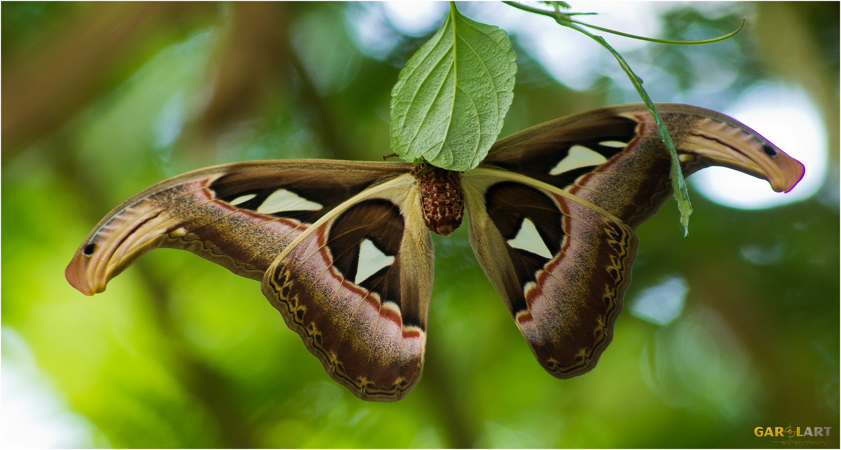 Schmetterling