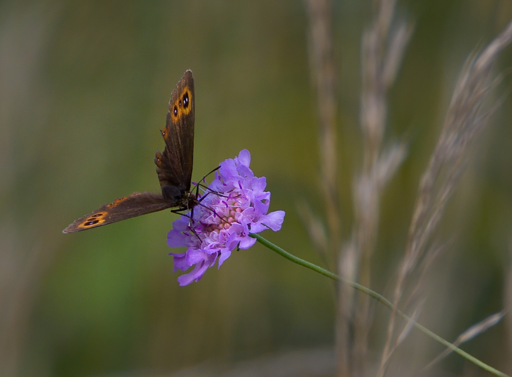 Schmetterling