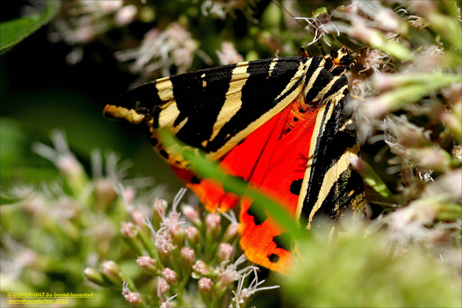 Schmetterling